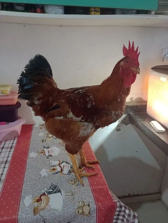 Galo . Genética Rhode X Caipira melhorado - Foto 6