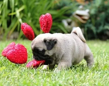 Pug - Um Companheiro Divertido e Amoroso