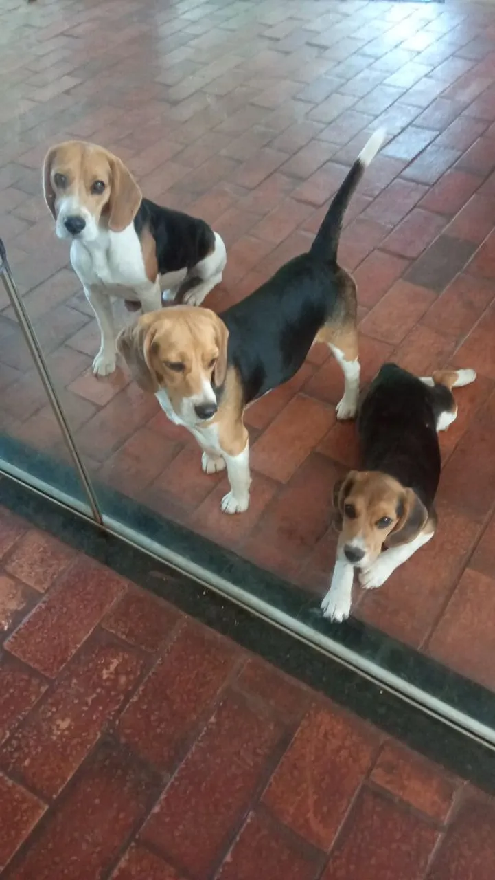 Beagles filhote macho 3 meses 3 doses de vaso