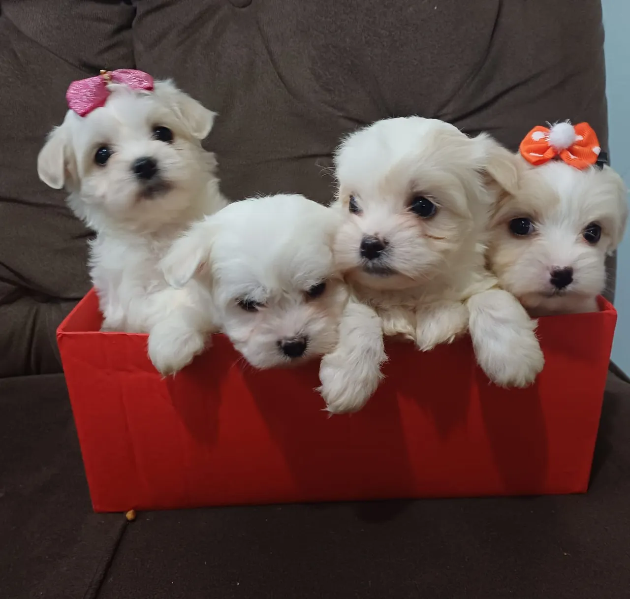 "filhotes de cachorro maltes" - Cachorros no Brasil