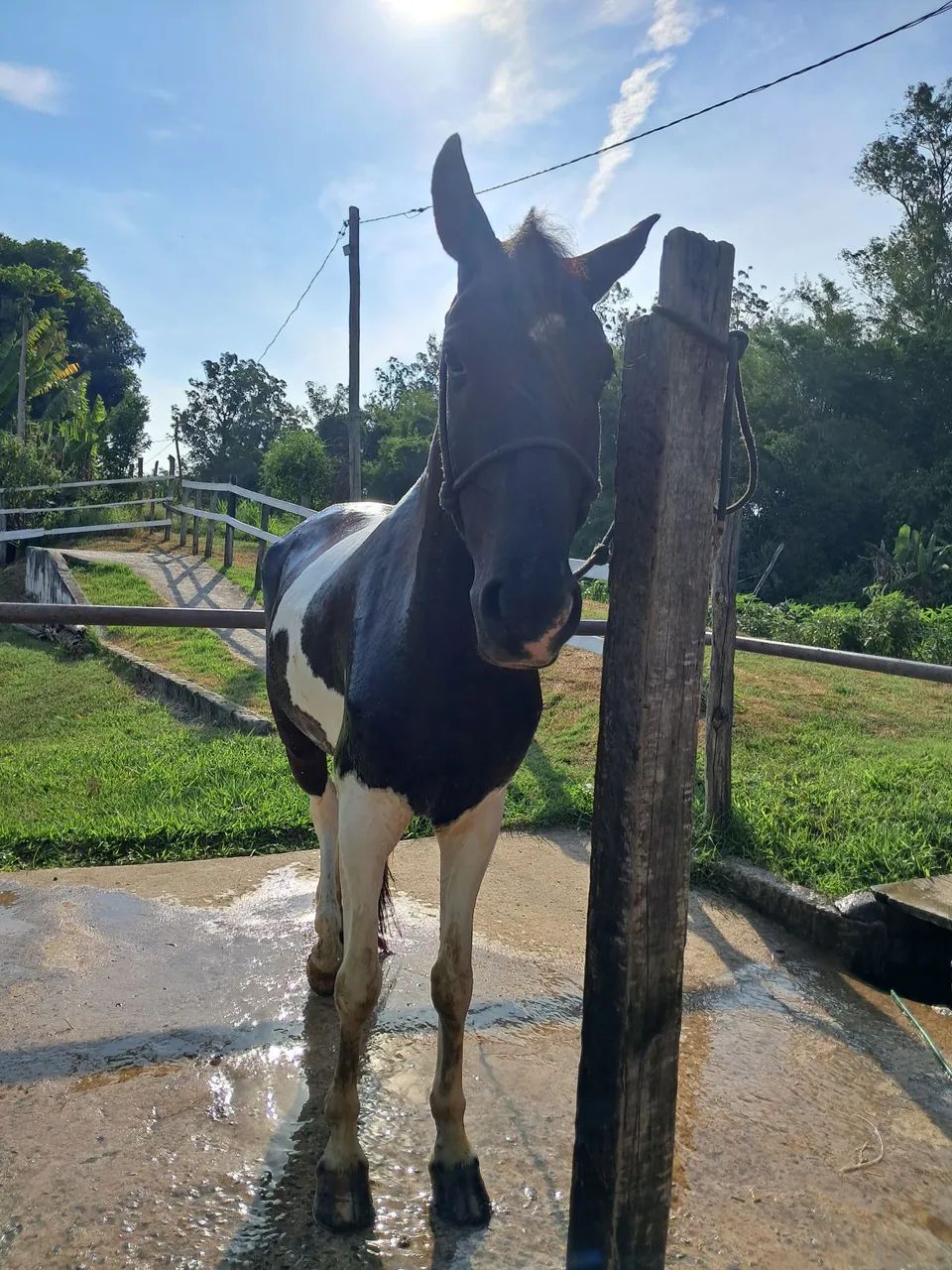 Cavalo Pampa de preto