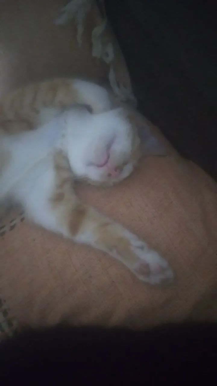 Gatinho fofo para adoção - Foto 3