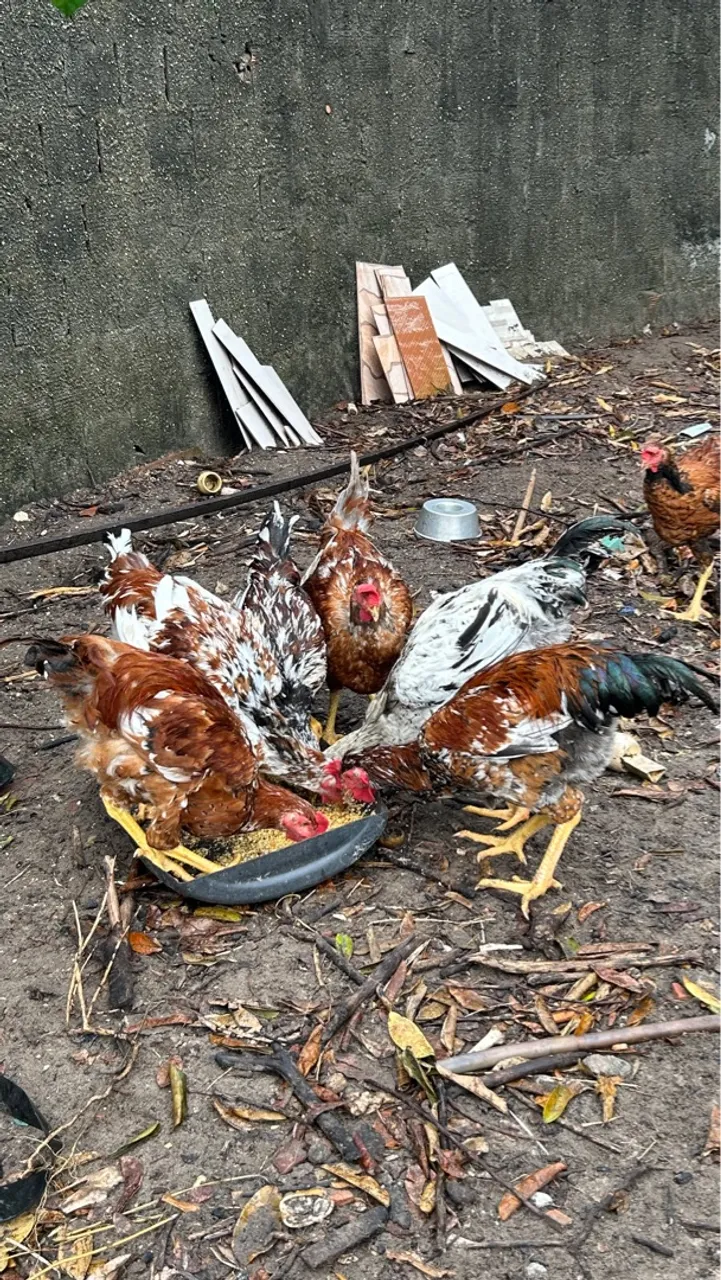 Galinhas GSB : Balão puros