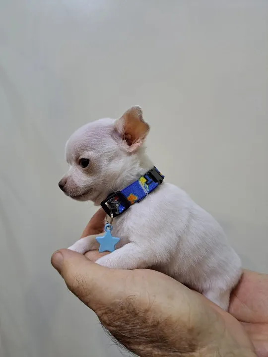 Chihuahua Fêmea Mini Bege/ branco: Uma Bola de Carinho e Alegria!