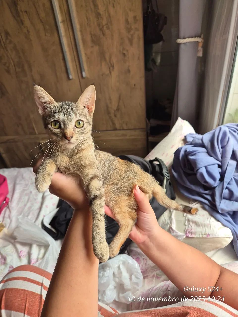 Gatinha para adoção (Fêmea)