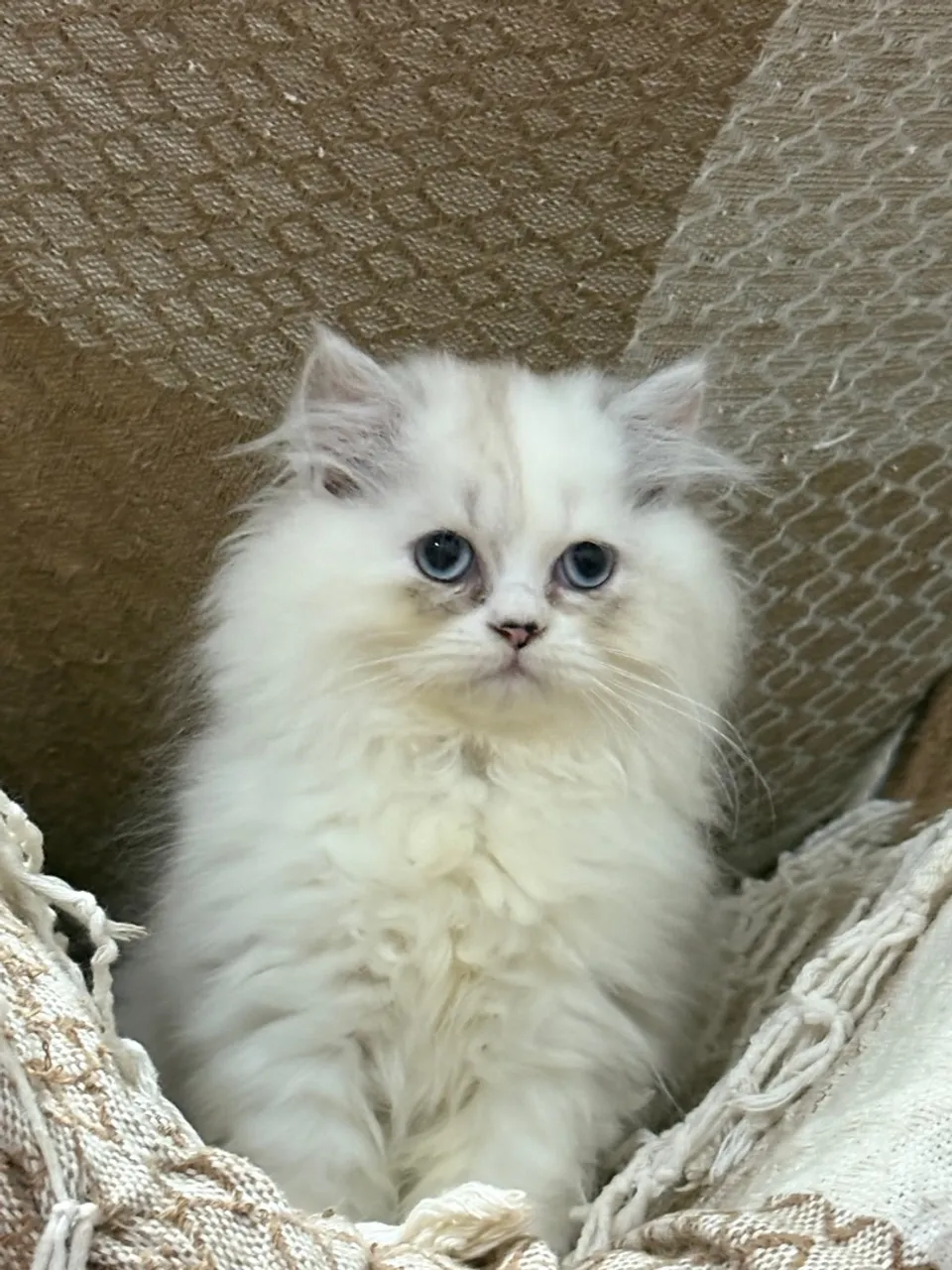 Filhote Gata persa super carinhosa