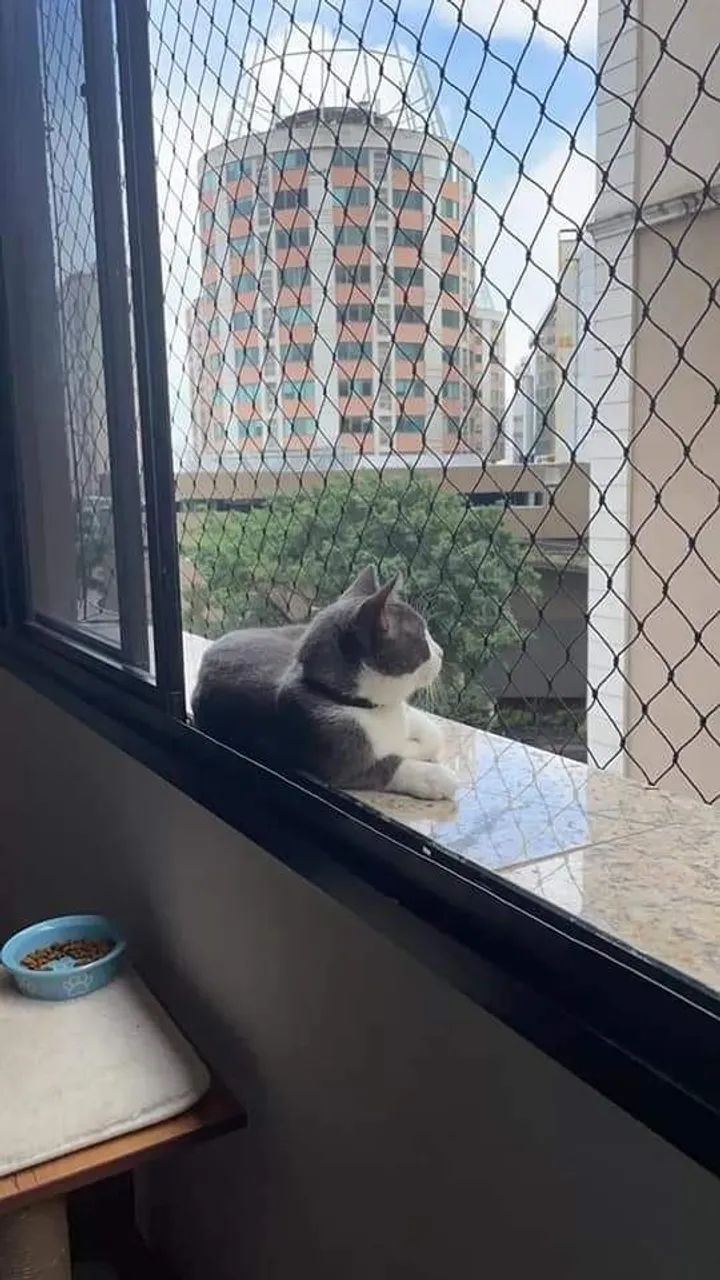 Tela de proteção - Foto 2