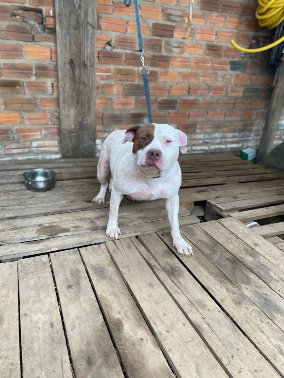 Vendo lindos filhotes de Pitbull  - Foto 3