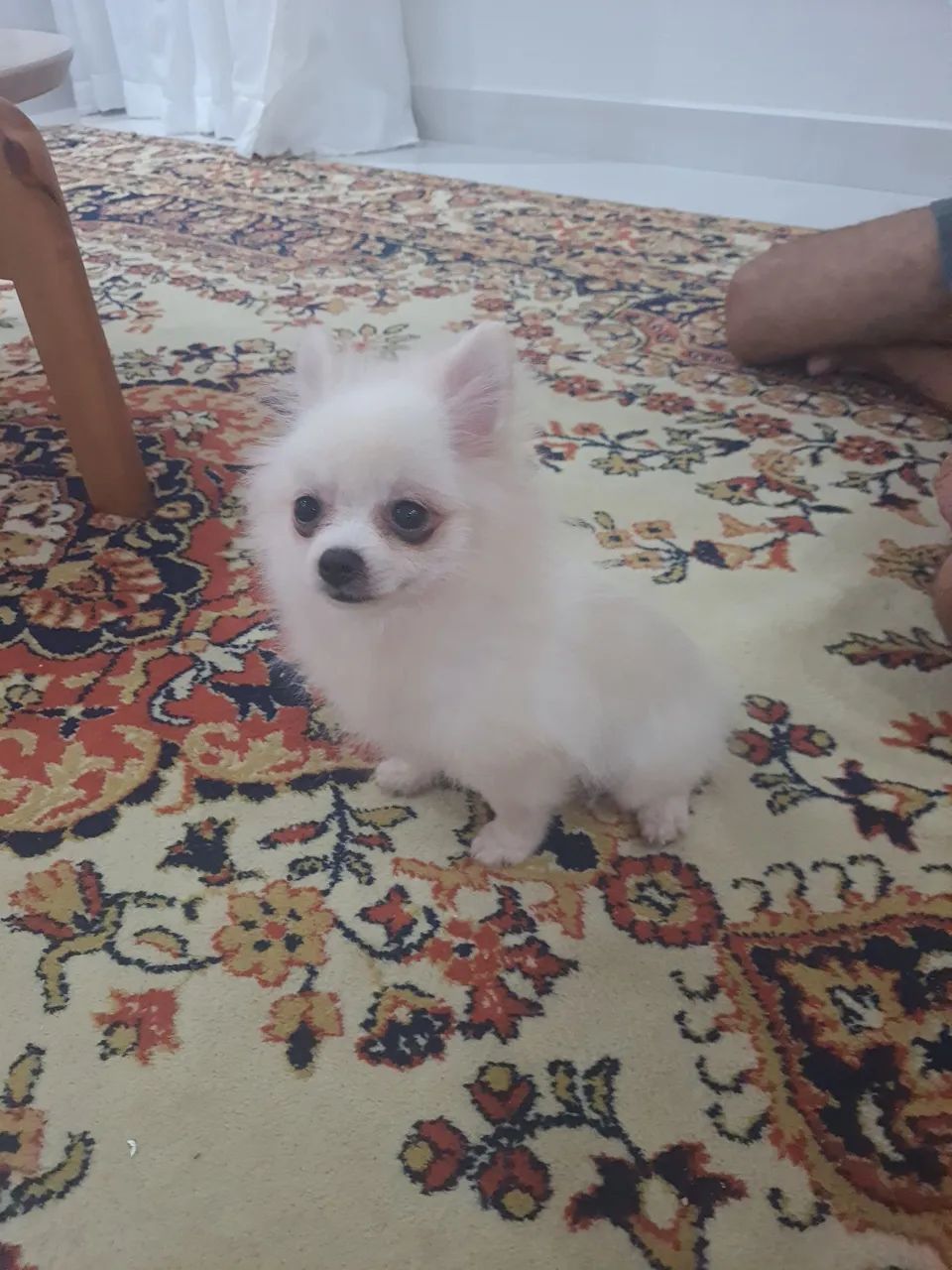 Spitz alemão  - Foto 2