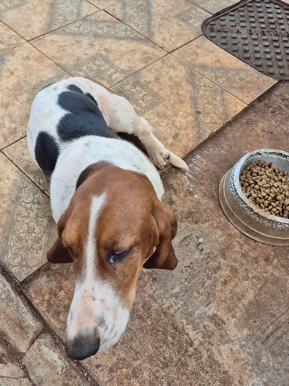 Basset Hound  - Foto 4