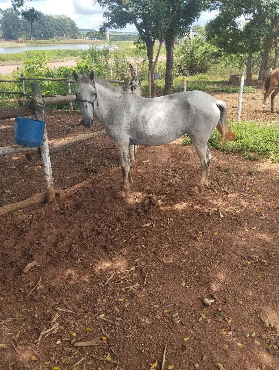 Égua piquirinha montada pra vender  - Foto 6