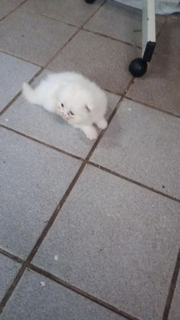 gato persa  - Foto 2