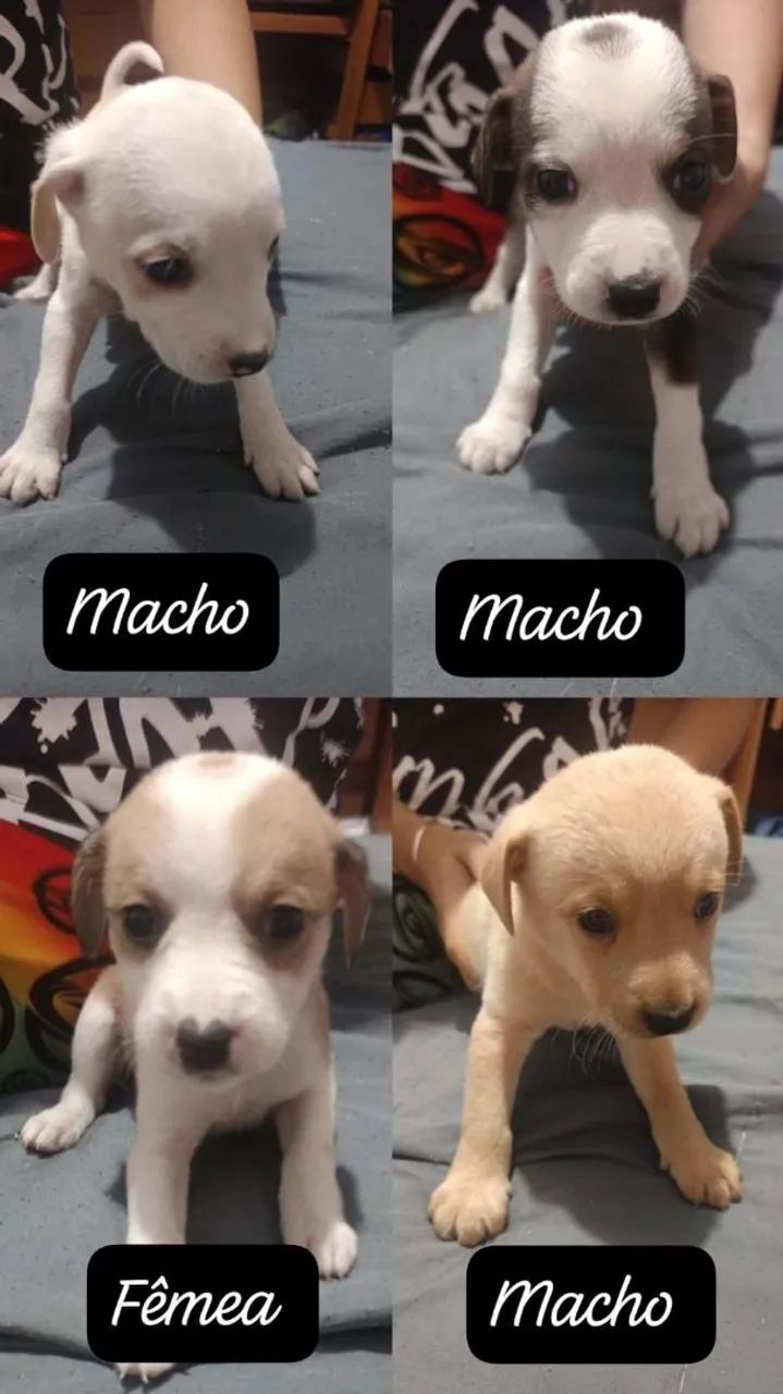 Doação de cachorros - Foto 2