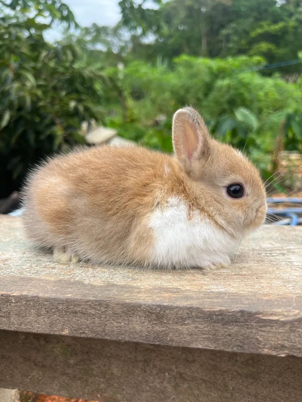 Mini coelho 