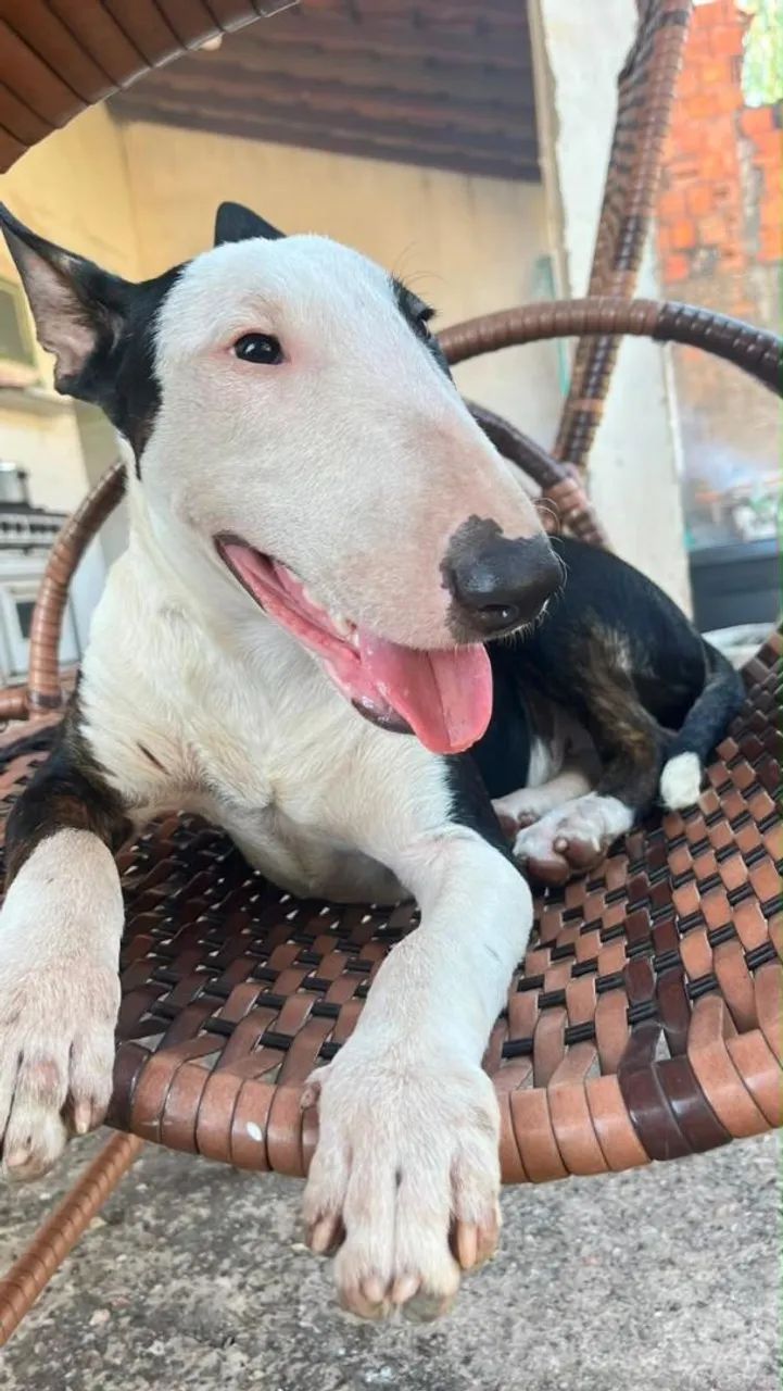 Bulterrier macho - Foto 4