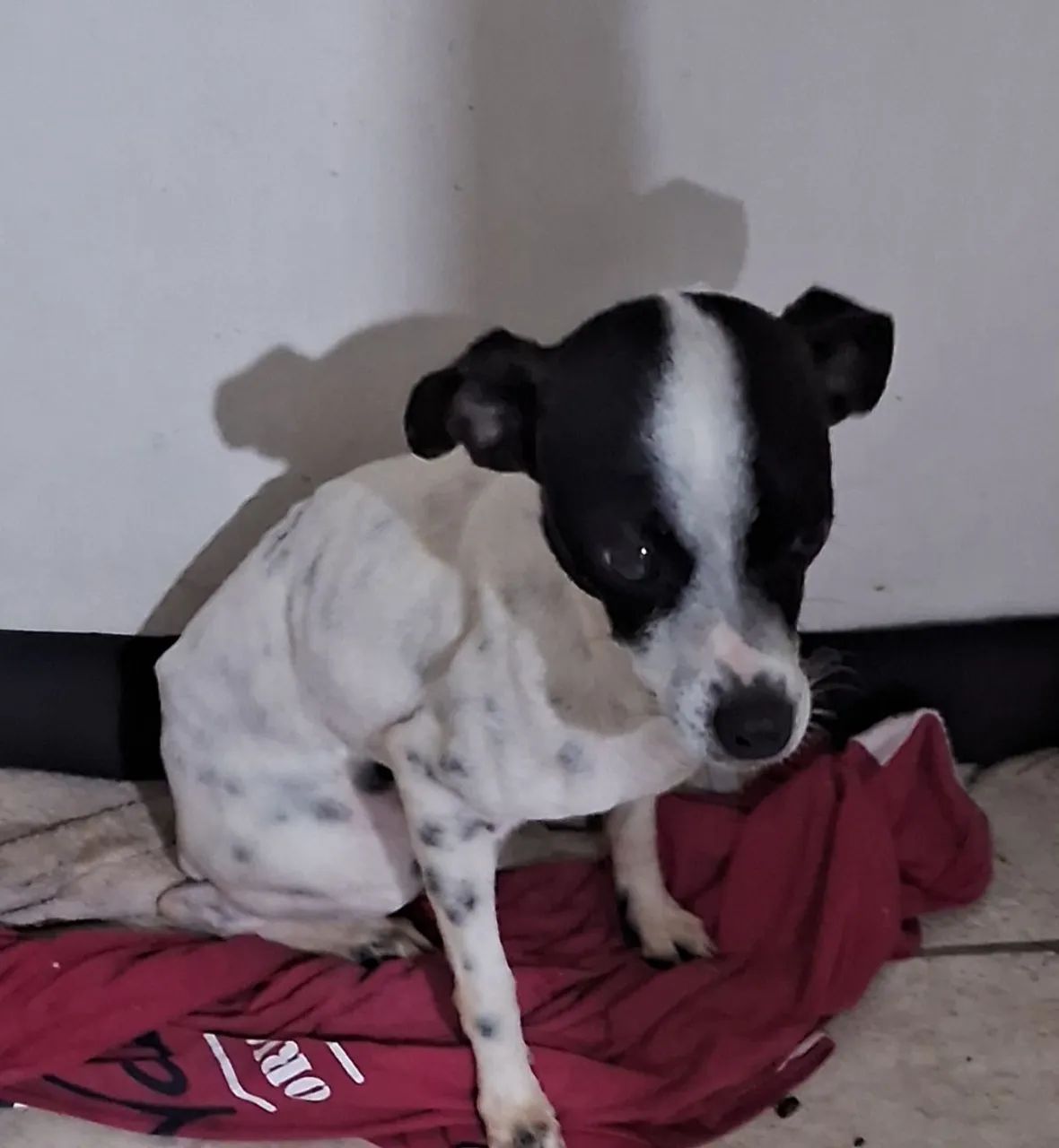 Animal devestimaçao 
