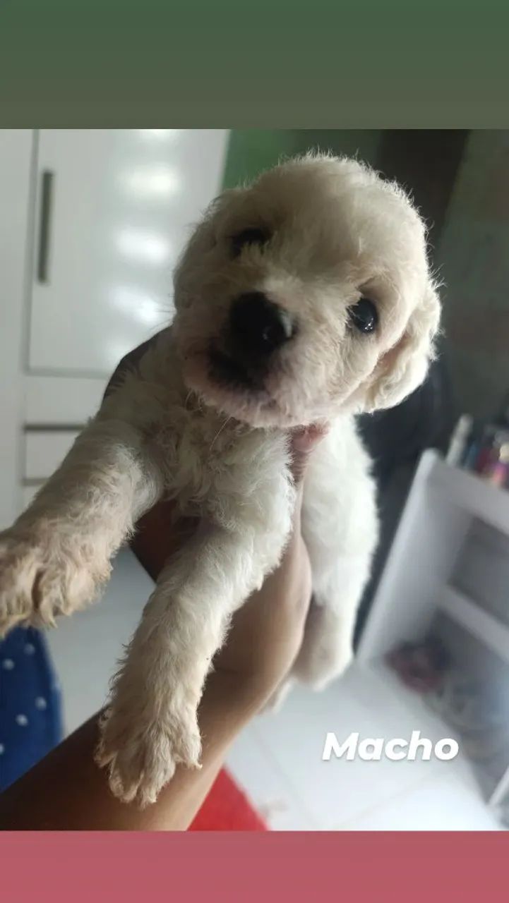 Cachorro podlle - Foto 4
