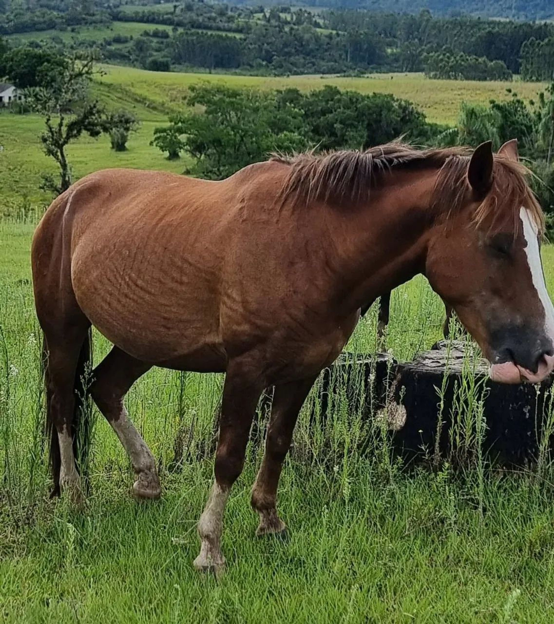 Vendo Égua  - Foto 4