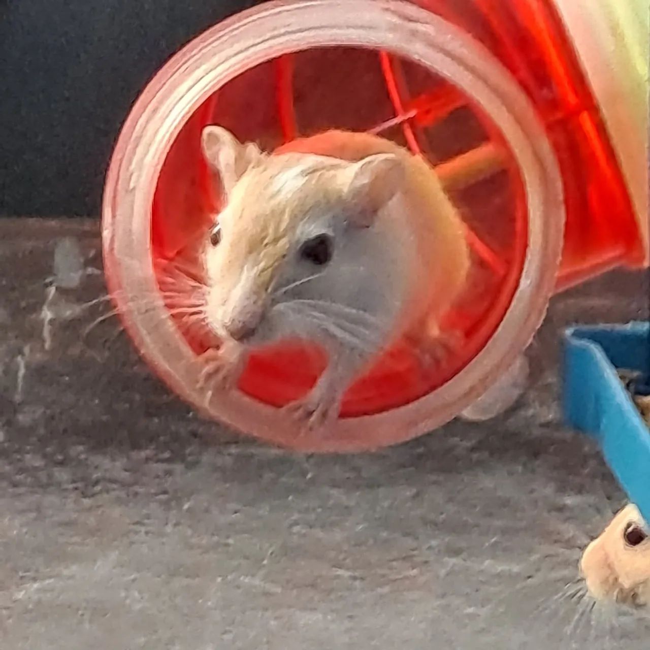 Esquilo da mongolia Gerbil Honey Cream Light Fox - Foto 3