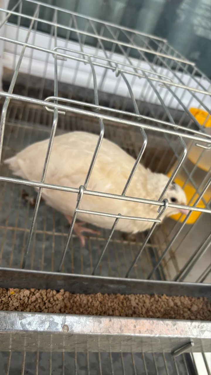 Codorna fêmea gigante em postura 