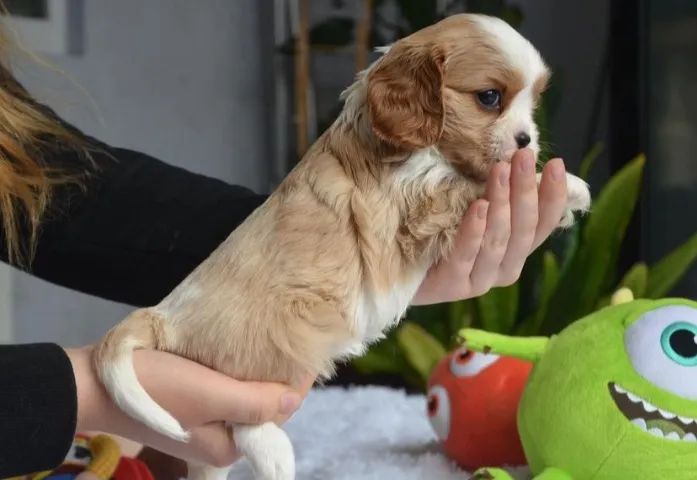 Cavalier King Charles com Garantia de Saúde e Parcelamento em até 12x
