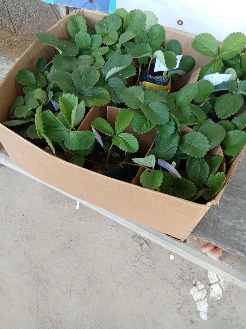 Mudas de morangos - Foto 4