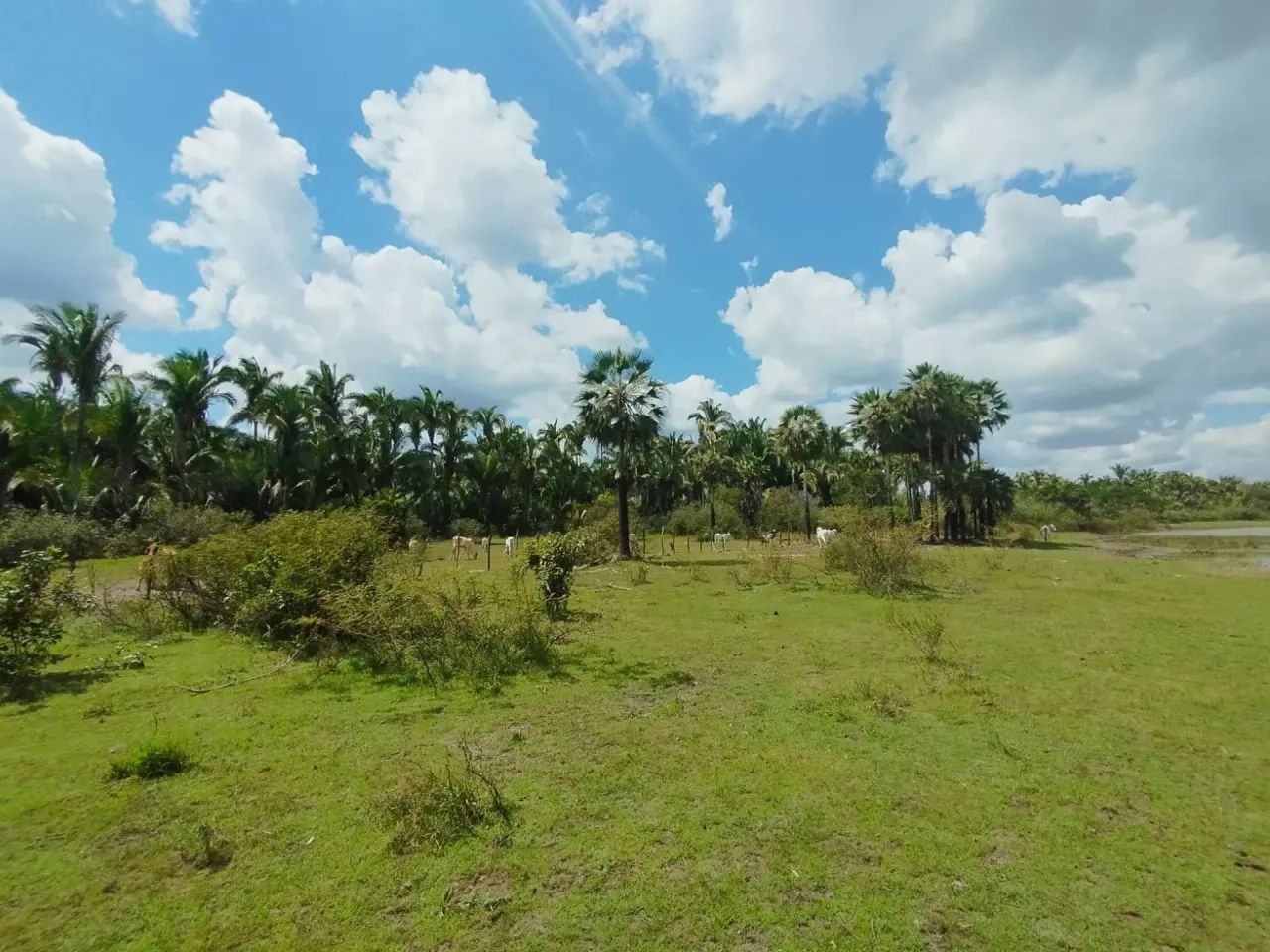 FAZENDA: Fazenda de 310 hectares a venda na beira do rio em Chapadinha-MA - Foto 12