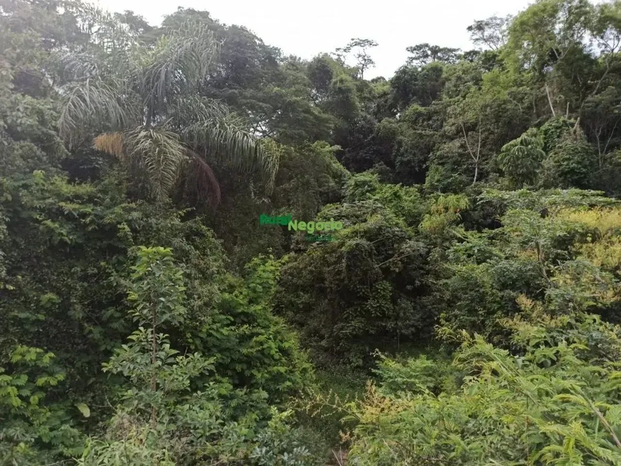 Sítio com pasto formado e sem benfeitorias em Lorena-SP - Foto 4