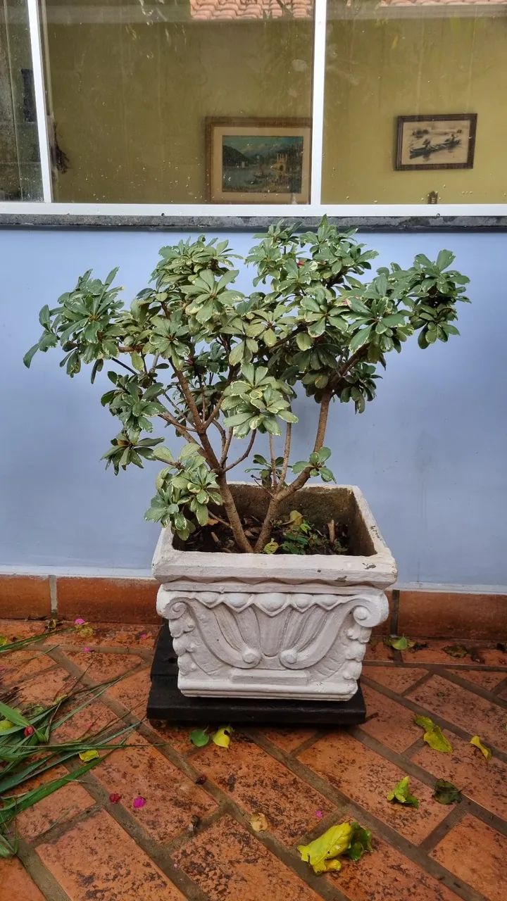 Vendo plantas - Foto 2