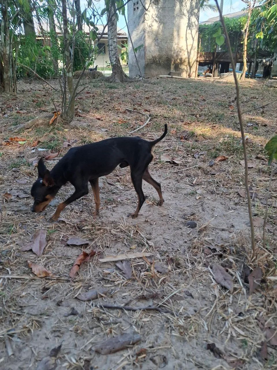Pinscher - Foto 2