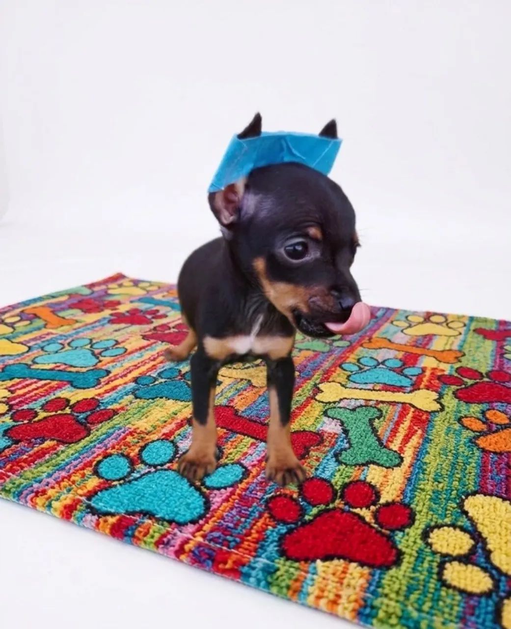 Pinscher Mini Cheios de Energia