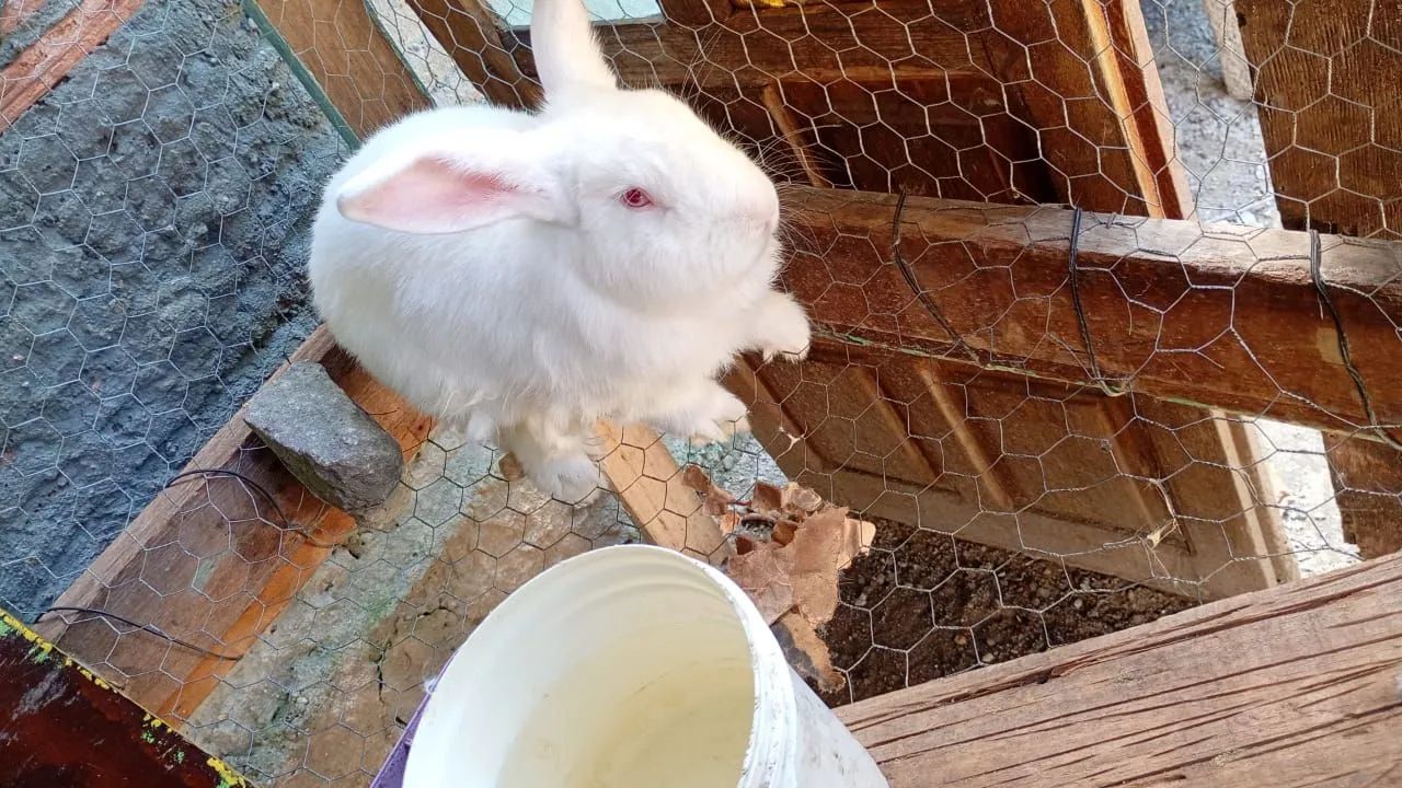 Coelhos