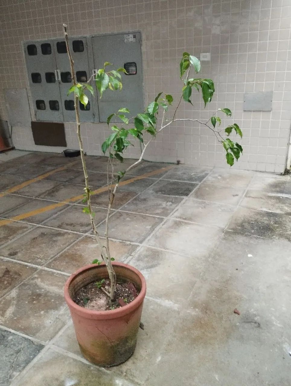 Muda de Ficus Benjamin  - Foto 2