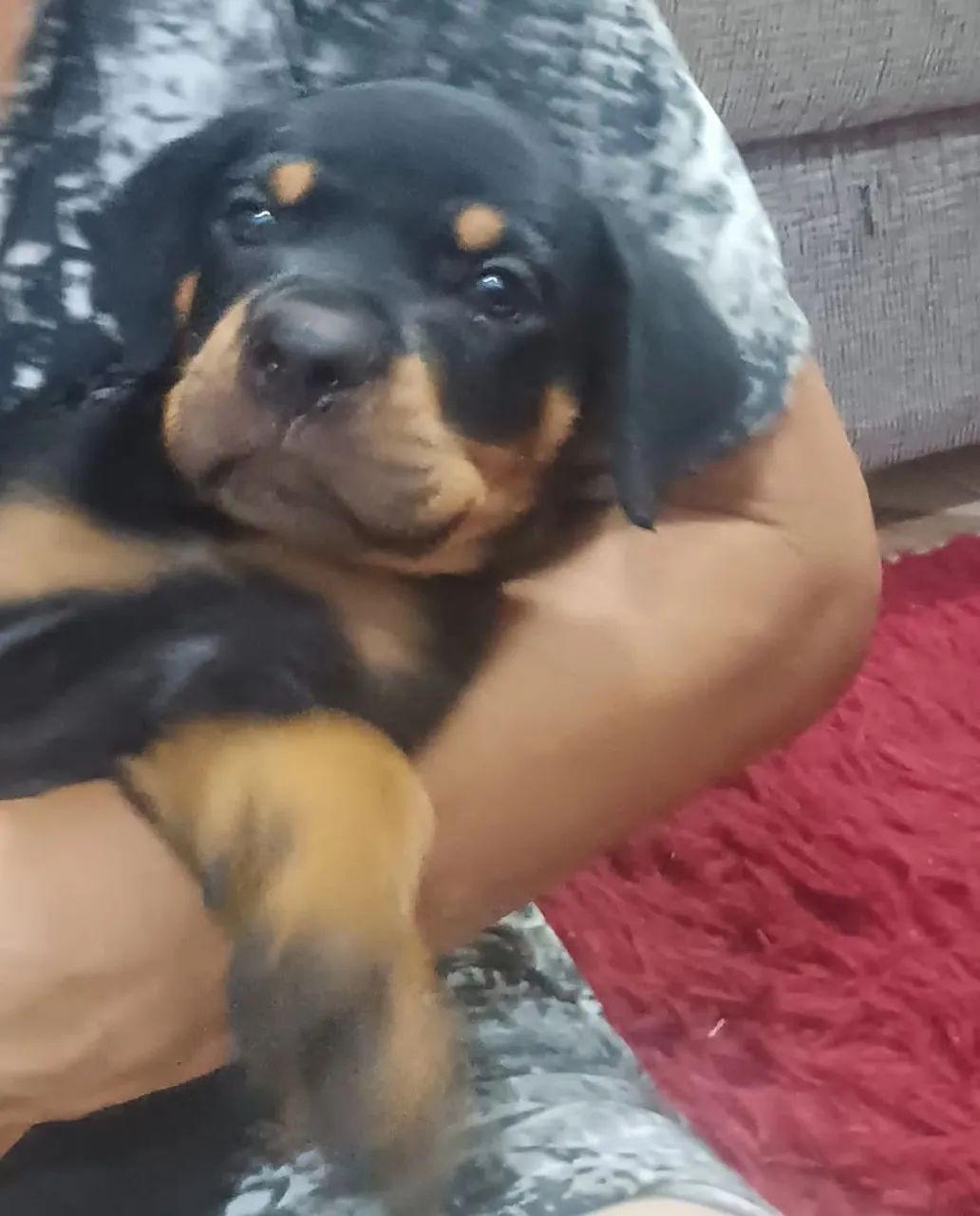 Filhotes de  Rottweiler - Macho - Foto 2