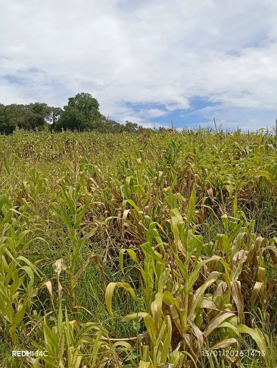 Pré-Lançamento de Terrenos em Ibiúna com Condições Especiais - Foto 6