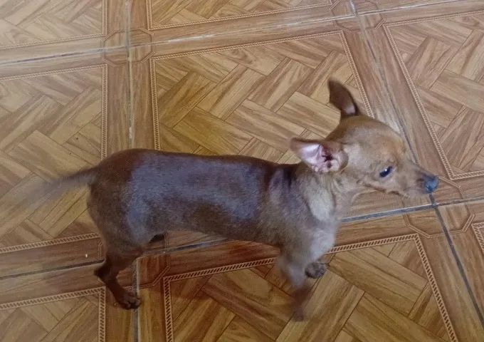 Pinscher  - Foto 4