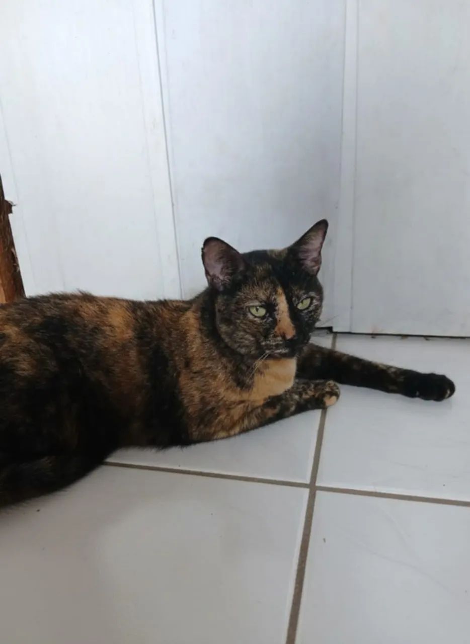 gatinha para adoção  - Foto 4