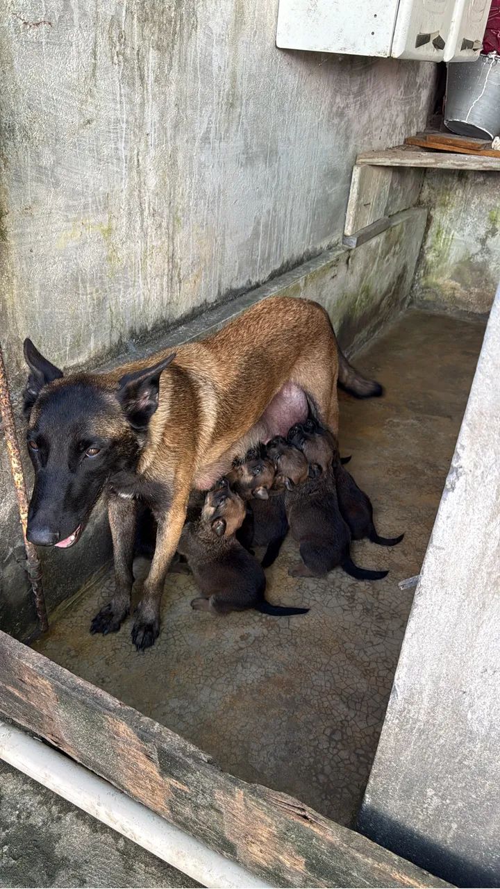 Cães de guarda  - Foto 5