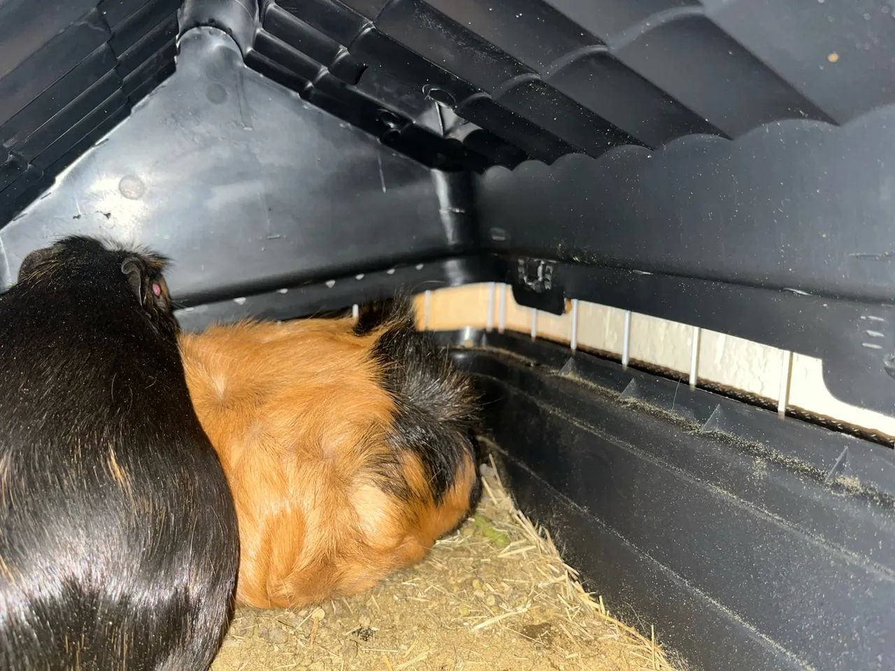 Animais  - Foto 4