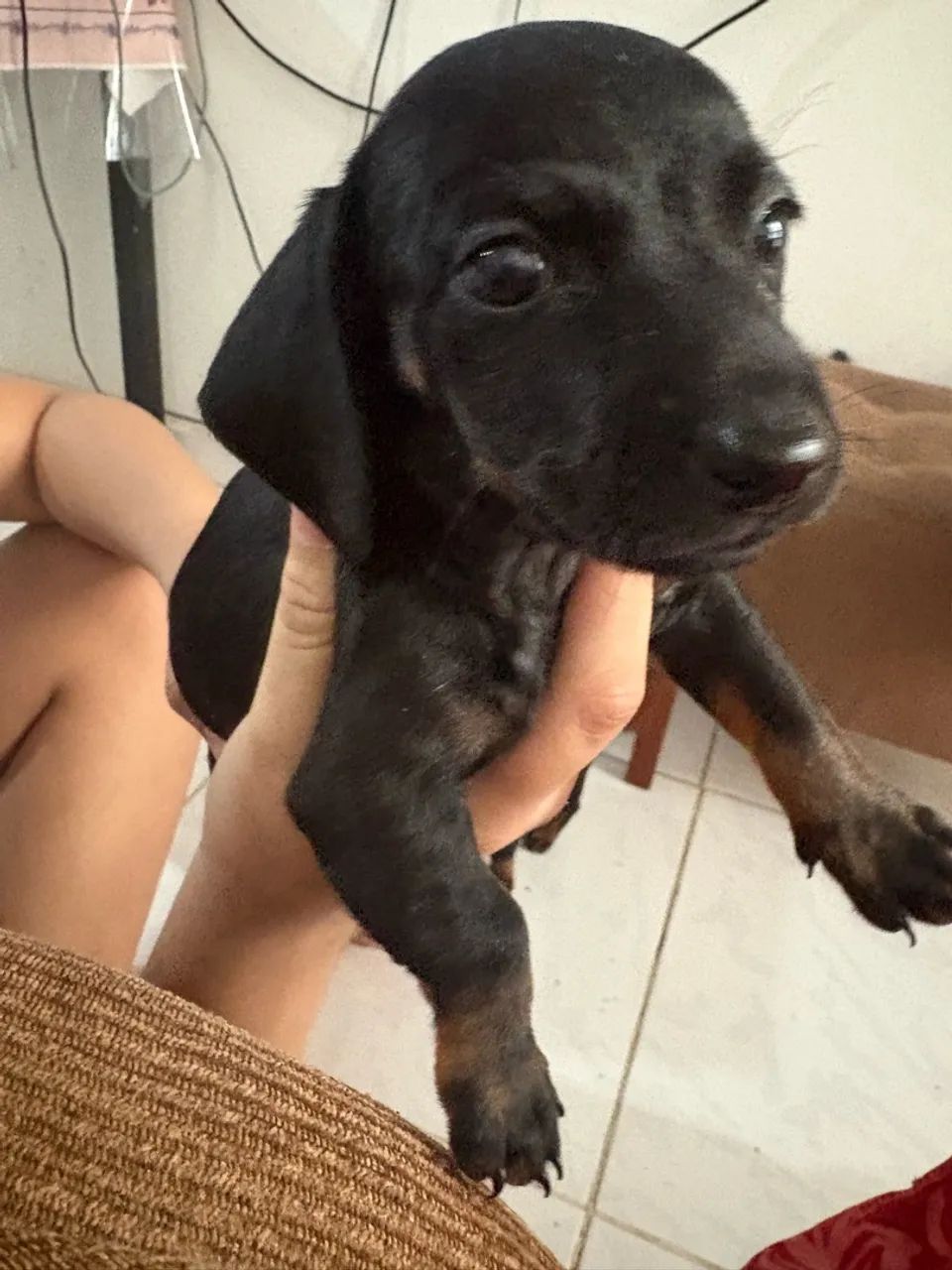 Dachshund Original  - Foto 3