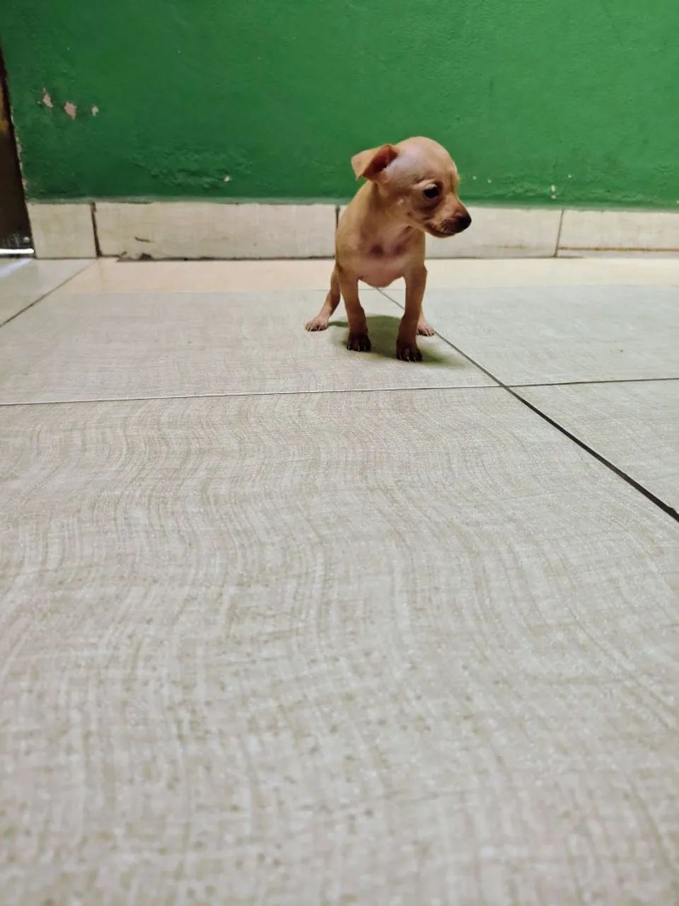 Pinscher  - Foto 4