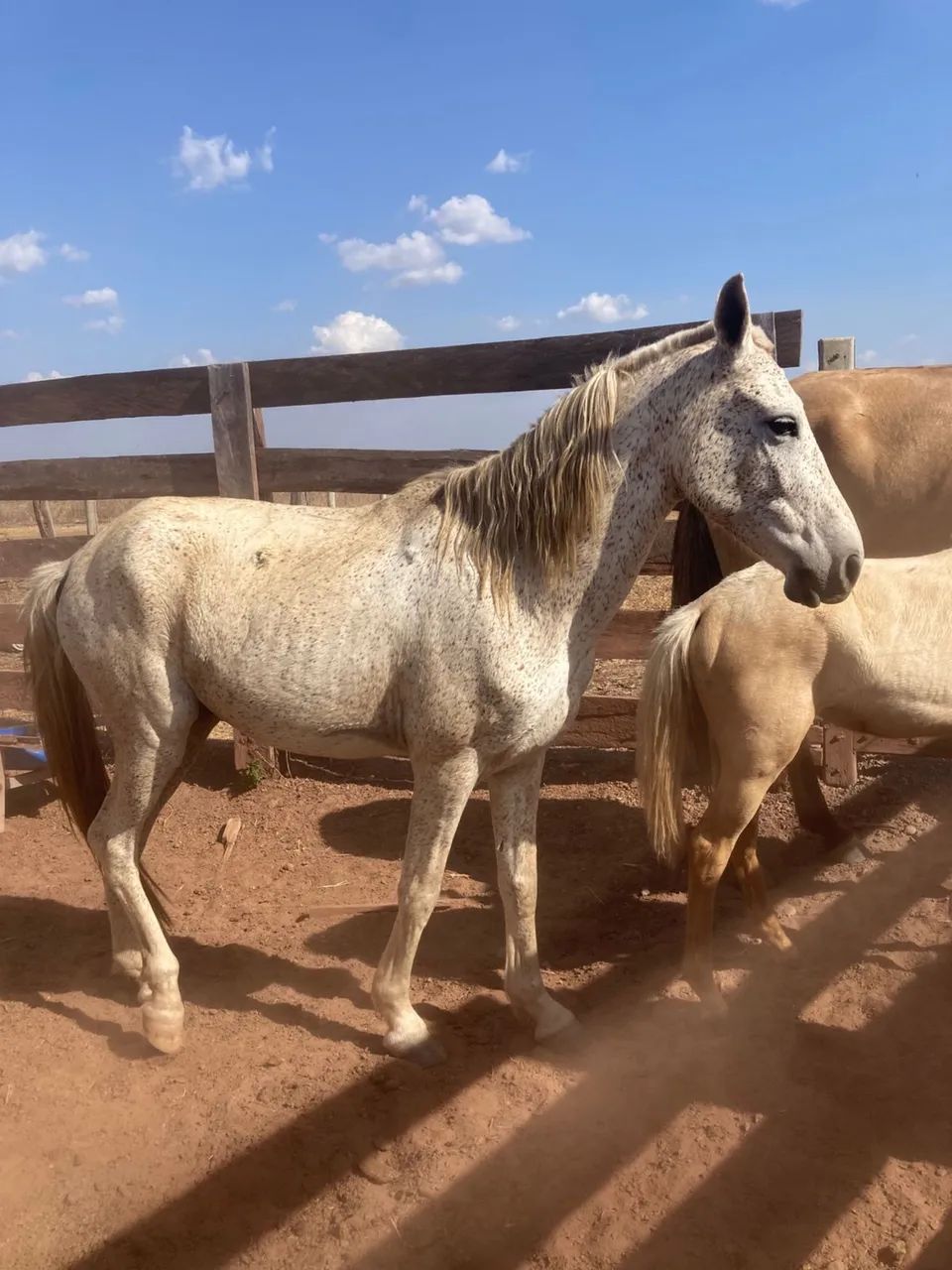 Vendo cavalo manso  - Foto 3