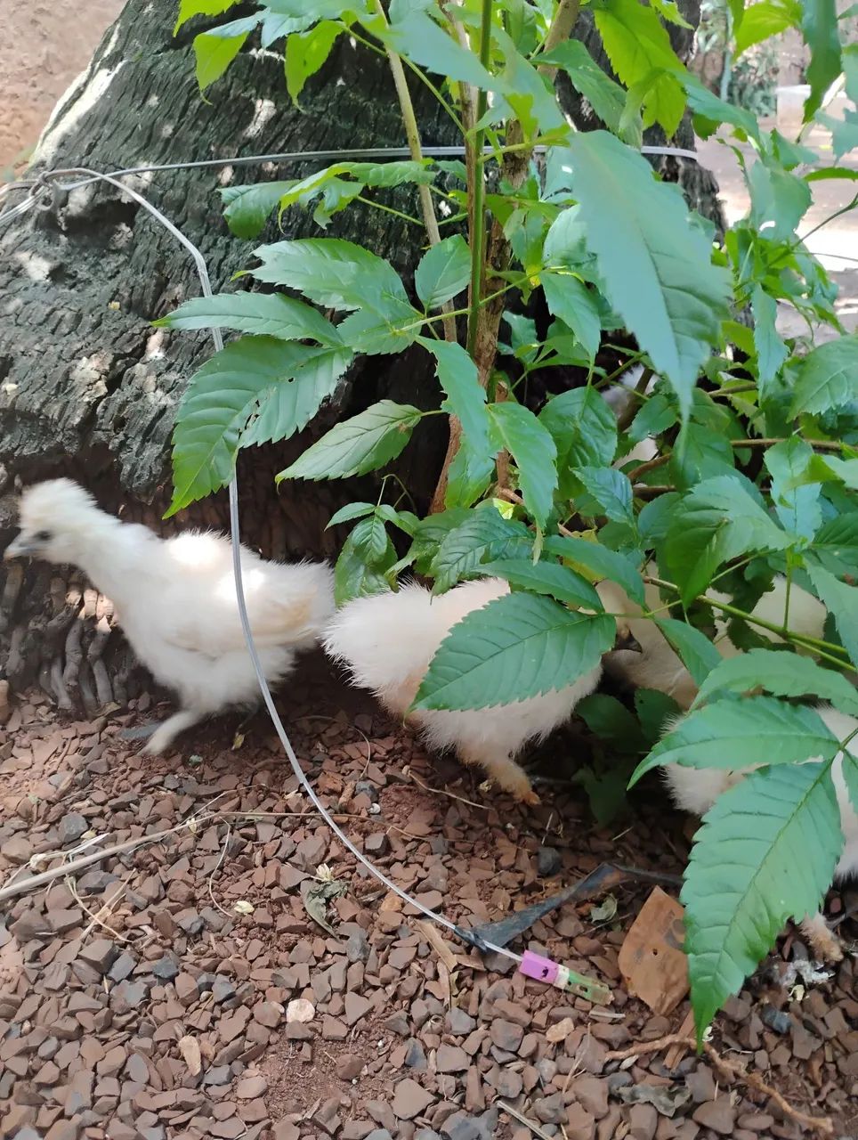 VENDO SEDOSA  - Foto 5