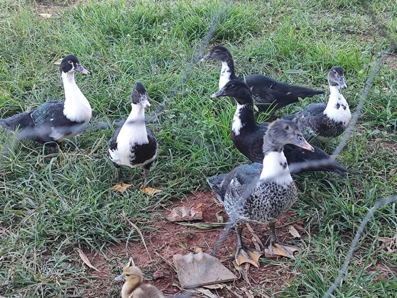 Pato e Pata  - Foto 2