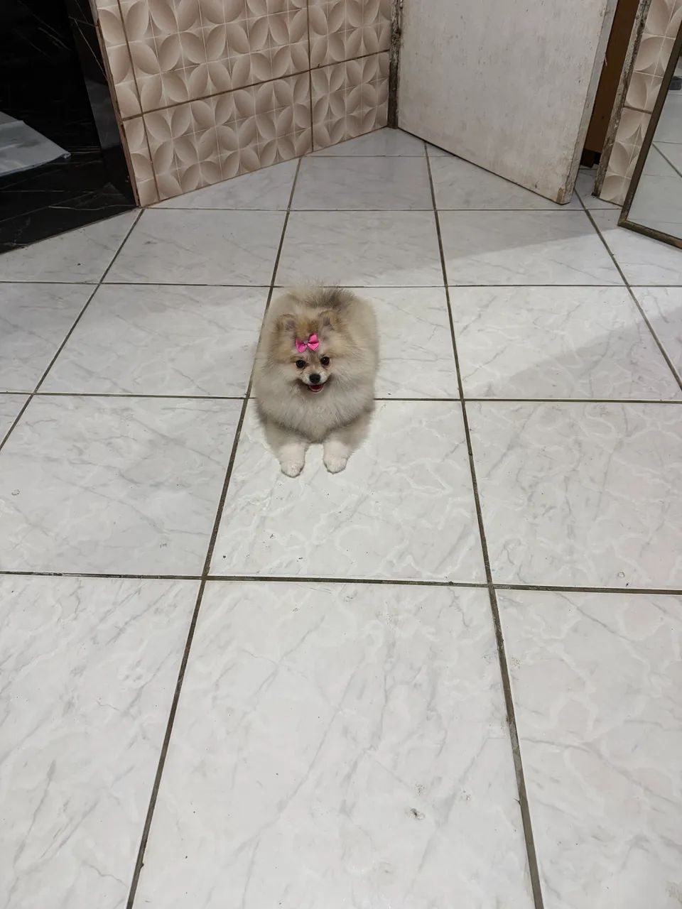 Cachorro - Foto 5