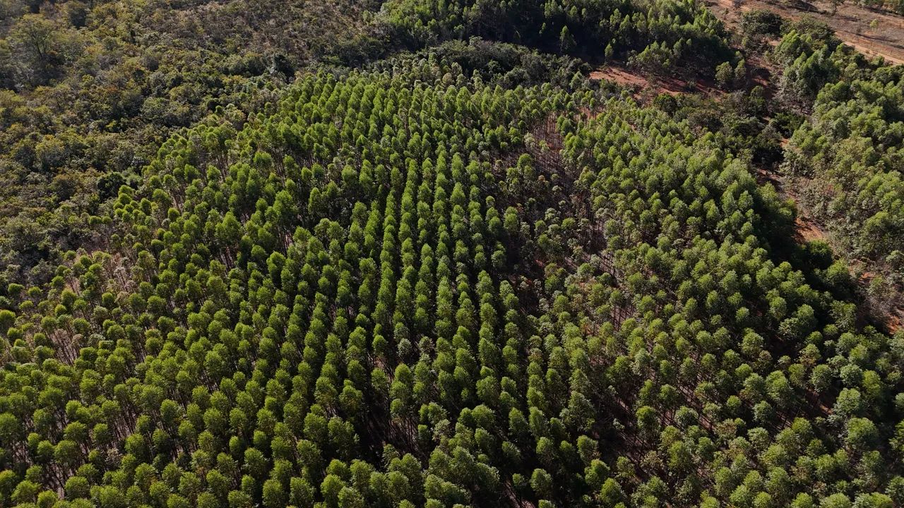 Fazenda de eucalipto e café em Engenheiro Navarro - Foto 5
