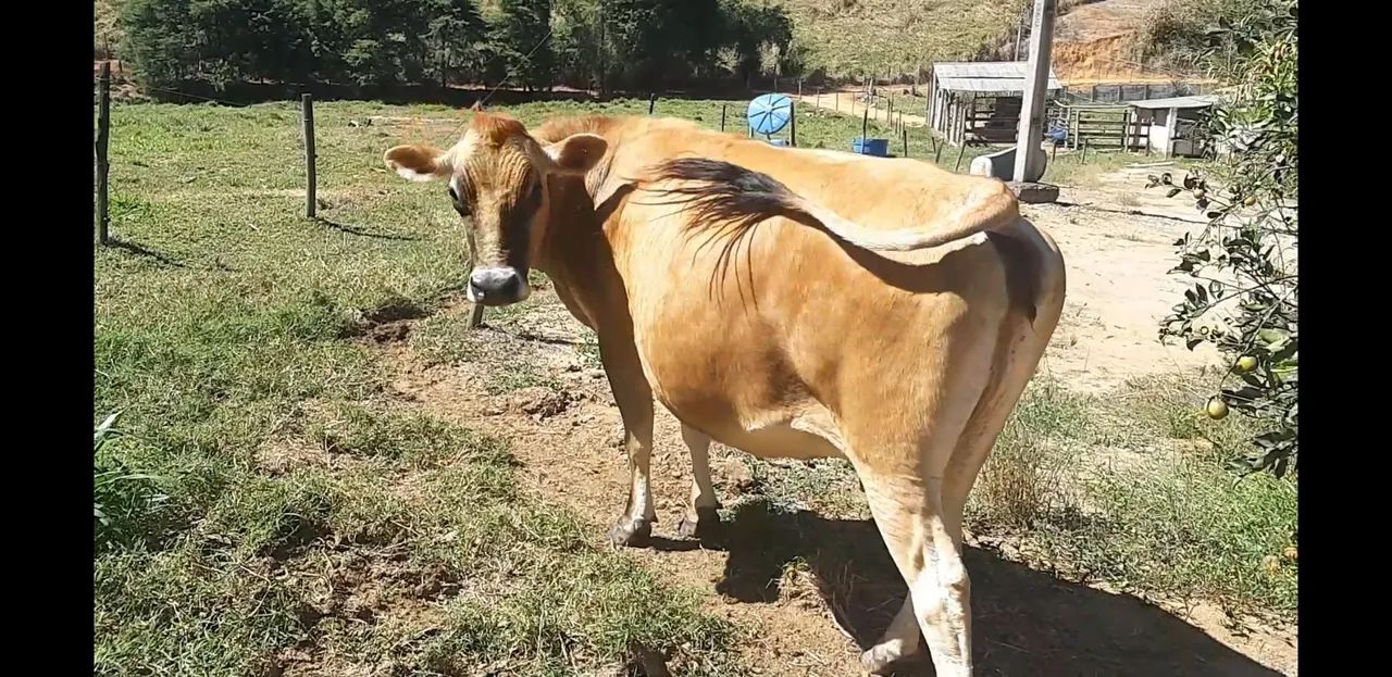 Vaca jersey - Foto 2