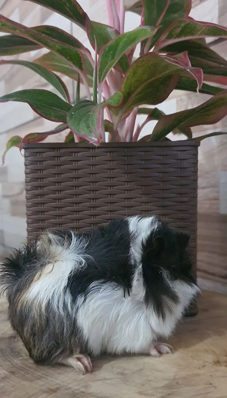 Porquinho da Índia - Coronet