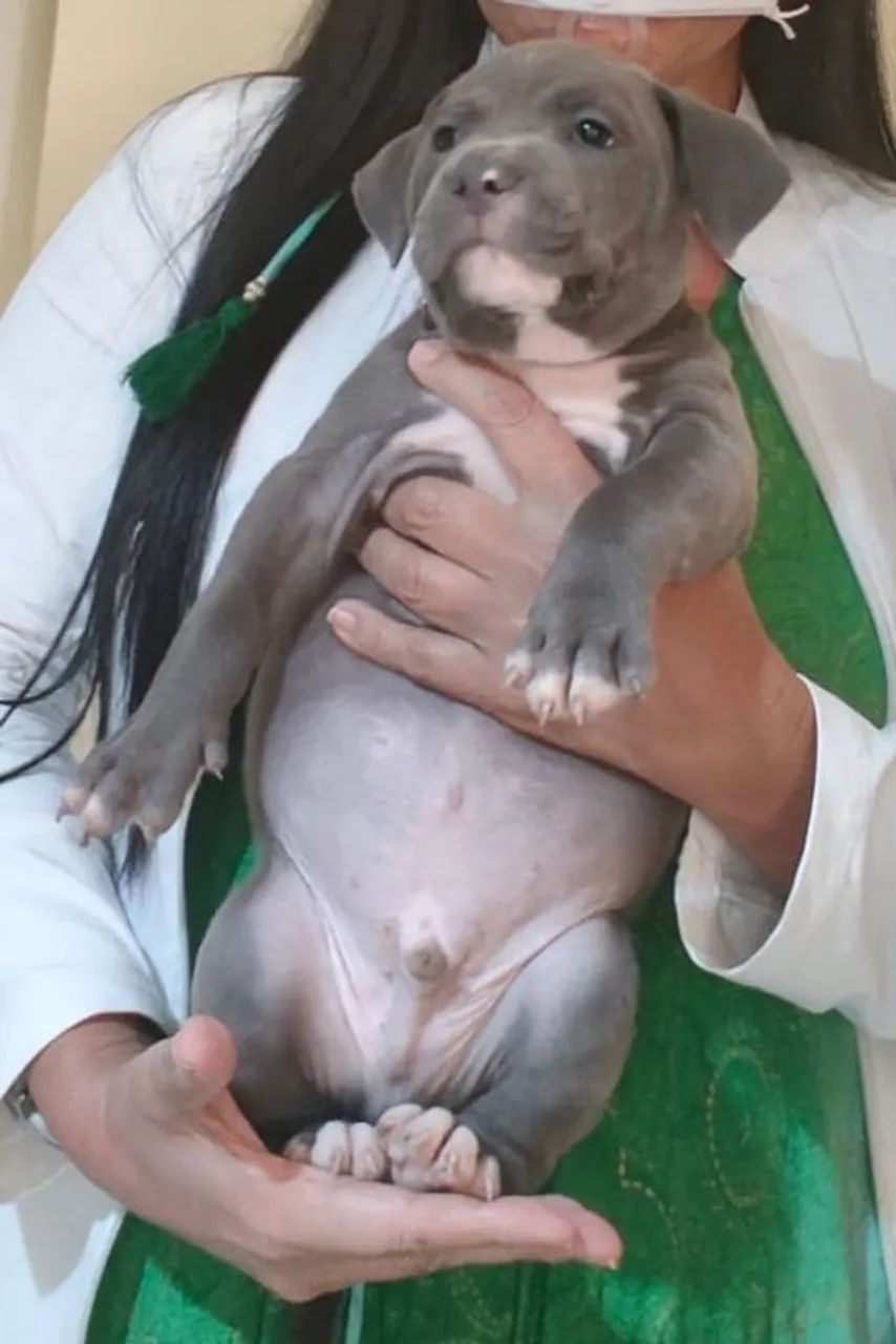 Pitbull 