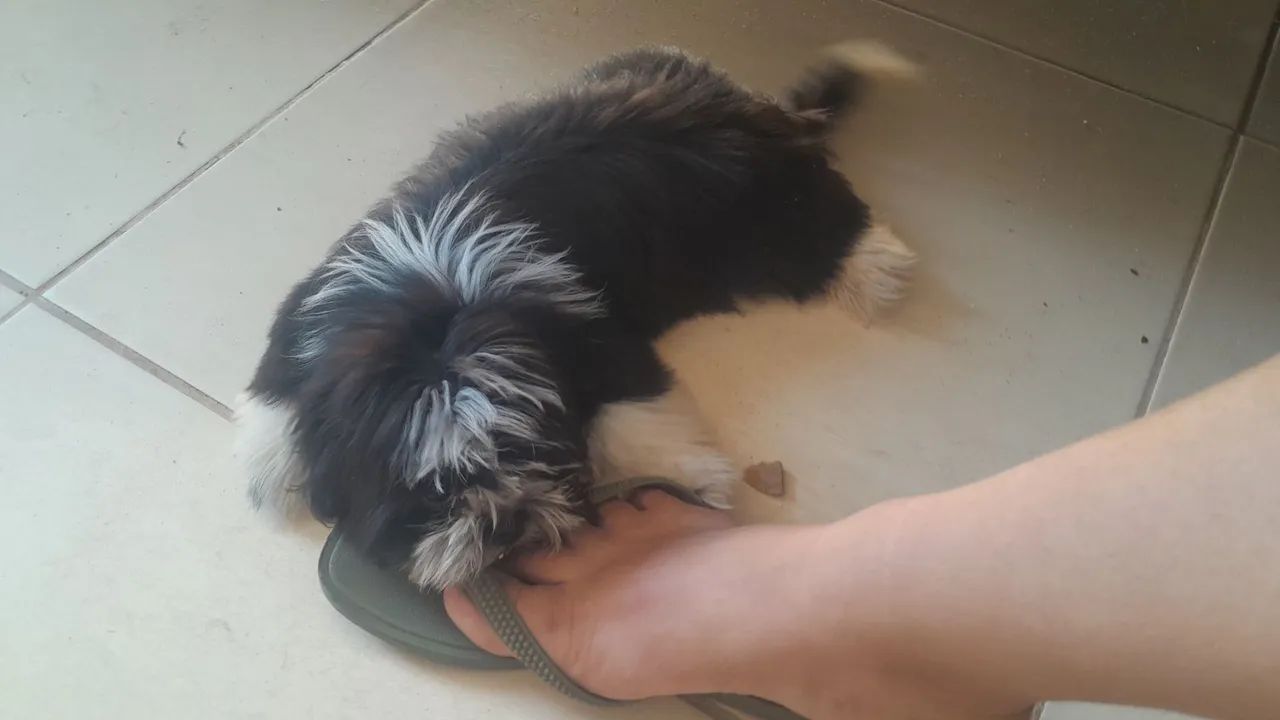 Shihtzu femia - Foto 3